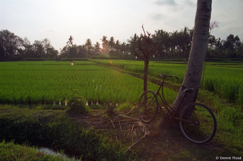 Bike Leaning Against Tree