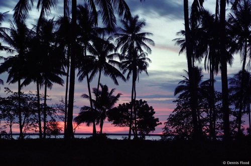 Palm Tree Sunset