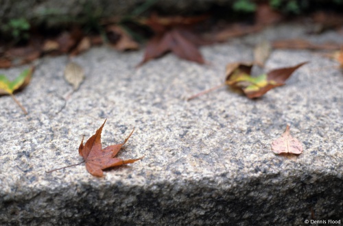 Fallen Leaves