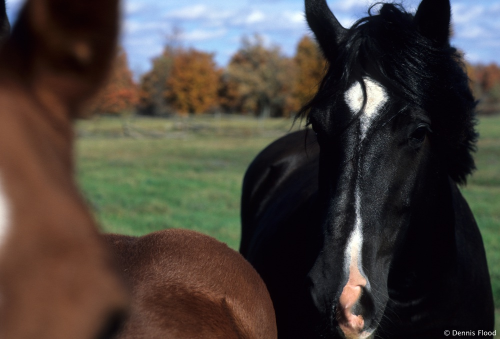 Two Horses