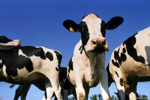 Dairy Cows