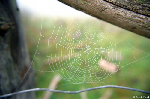 Dew Soaked Spiderweb