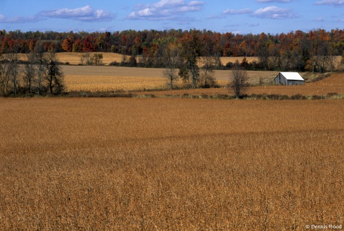 Fields Ready for Harvest