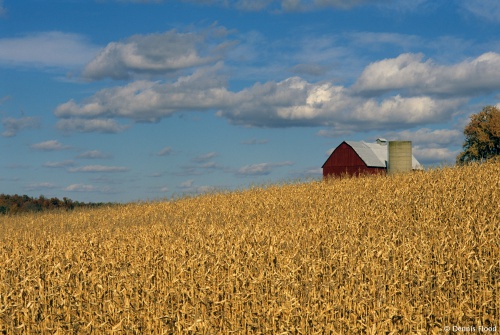 Ripe Corn Crop