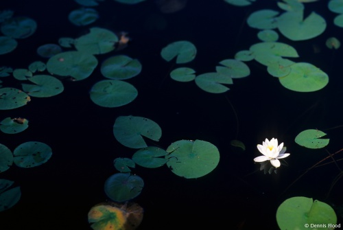 Sunlit Lily