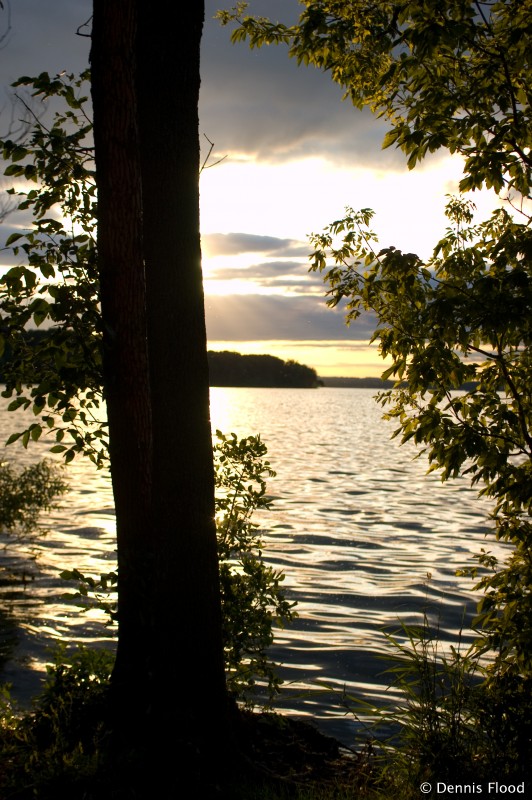 Sun Setting Behind Tree