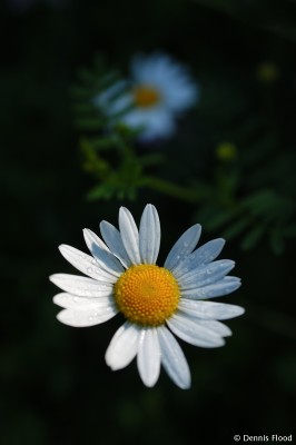 Early Morning Daisy