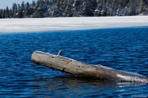 Log in Icy Charleston Lake