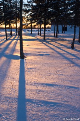Long Shadows at Sunrise