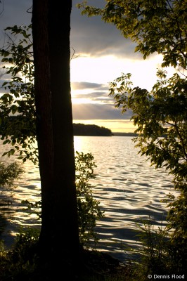 Sun Setting Behind Tree