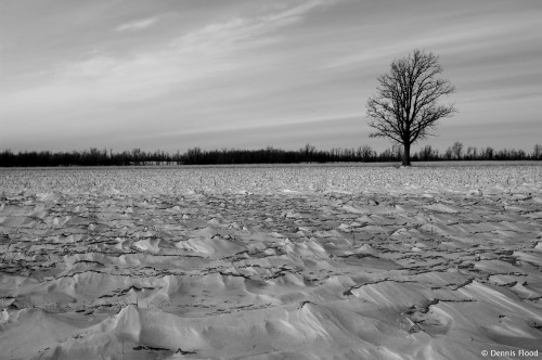 Tree in a Field