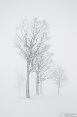 Trees in a Blizzard