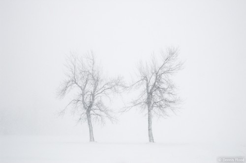 Two Trees in a Storm