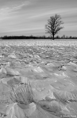 Wind-blown Field