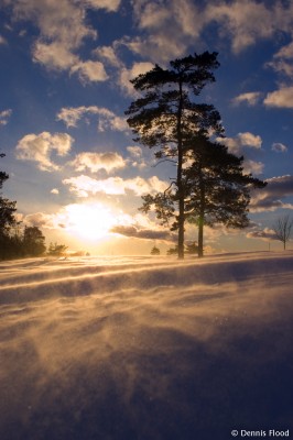 Windy Winter Day