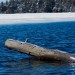 Log in Icy Charleston Lake