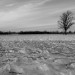 Tree in a Field