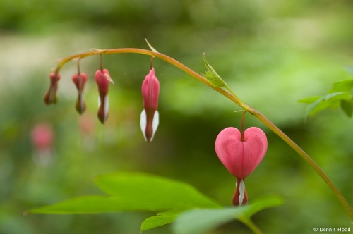 Lonely Bleeding Heart