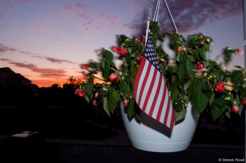 Potted American Plant