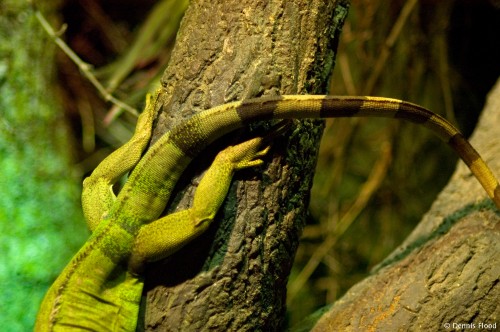 Upside Down Iguana