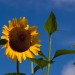 Sunflower Against a Blue Sky