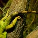 Upside Down Iguana