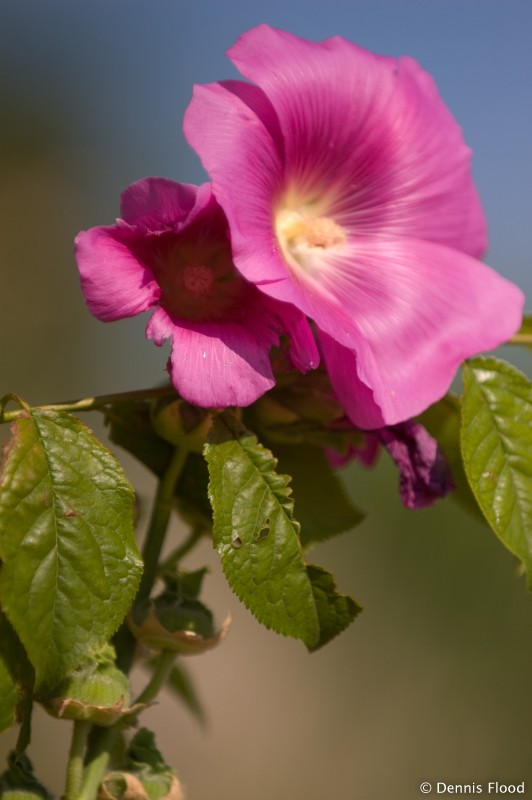 Bright Pink Flowers