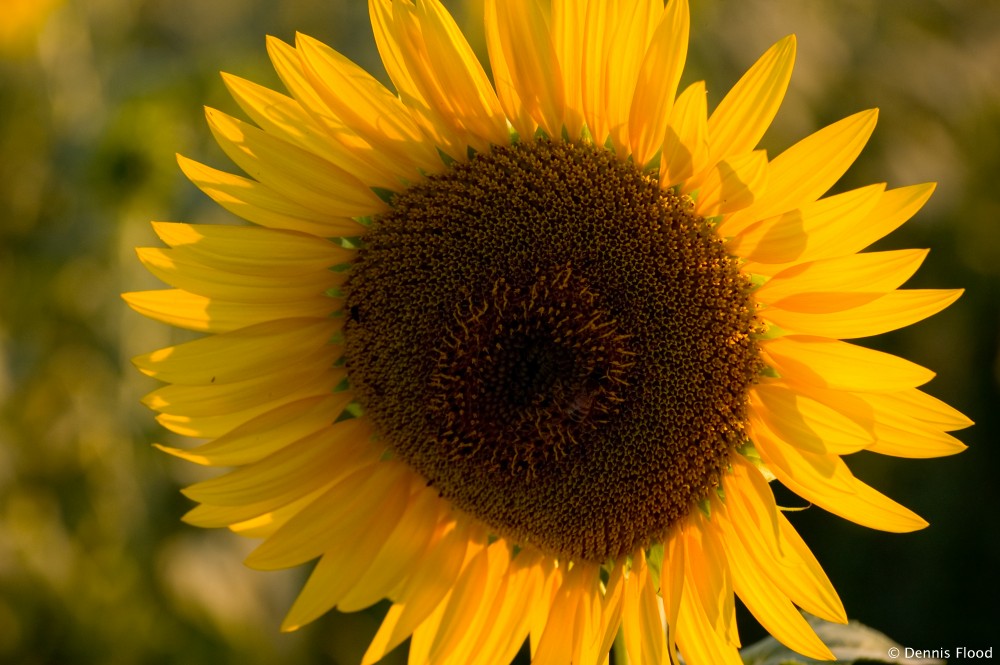 Closeup of a Sunflower