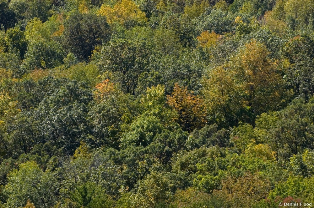 Green Leaves