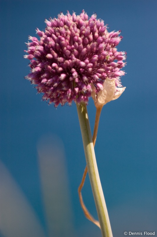 Round Flower