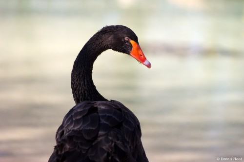 Black Swan