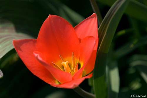 Blooming Red Tulip