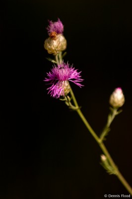 Bright Colored Flowers