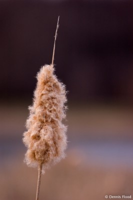 Cattail