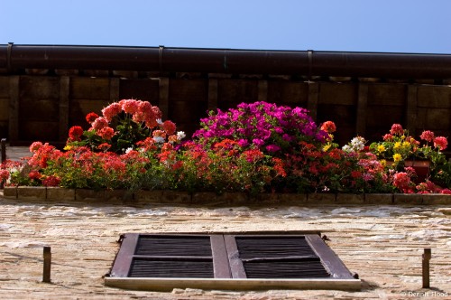 Colorful Display of Flowers