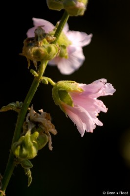 Delicate Flower