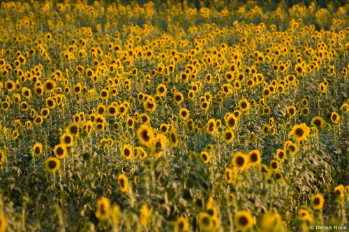 Field of Sunflowers