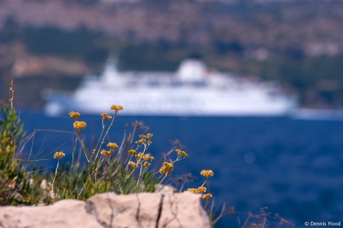 Flowers and a Ferry