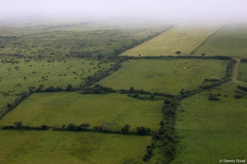 Foggy Pasture