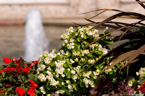 Fountain Flowers