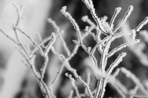 Frosted Branches