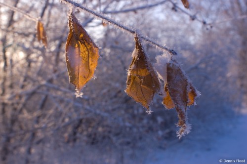 Frosted Brown Leaves