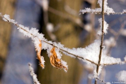 Heavily Frosted Twig