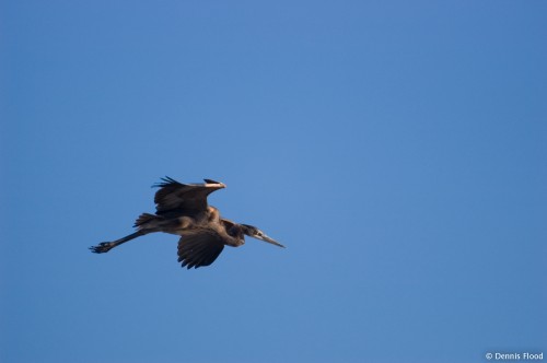 Heron in Flight