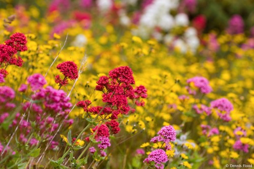 Irish Wildflowers