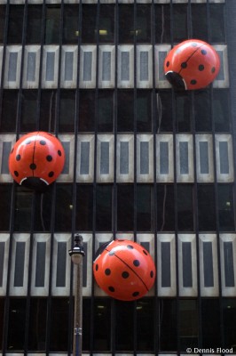 Ladybugs in the Rain