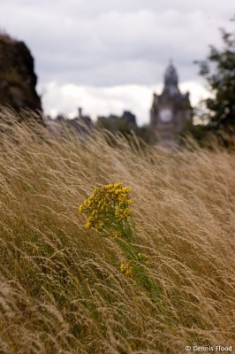 Long Grass Blowing in the Wind