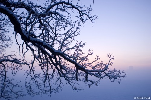 Oak Tree Before Winter Sunrise