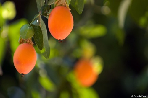 Orange Hanging Fruit