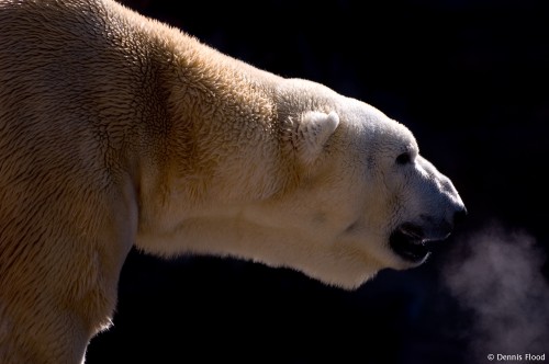 Polar Bear Profile